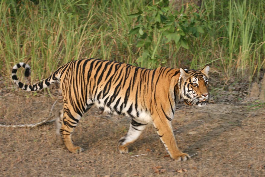 Kanha Safari